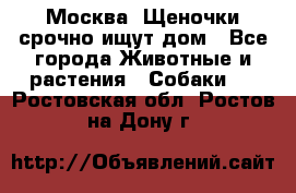 Москва! Щеночки срочно ищут дом - Все города Животные и растения » Собаки   . Ростовская обл.,Ростов-на-Дону г.